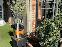 Bloembakken met planten - afbeelding 8 van  9