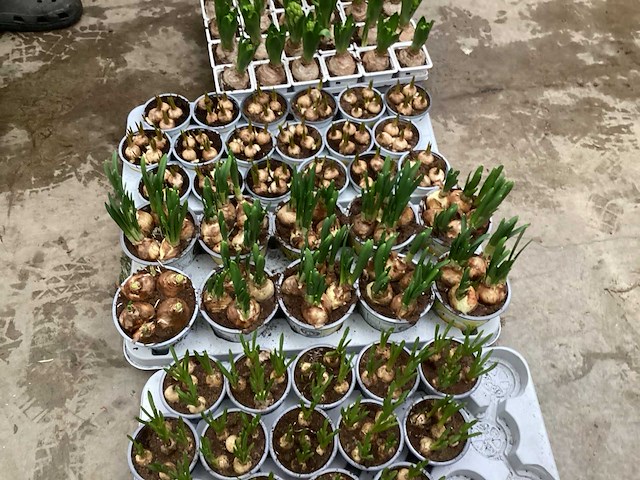 Bloembollen mix (150x) - afbeelding 2 van  3