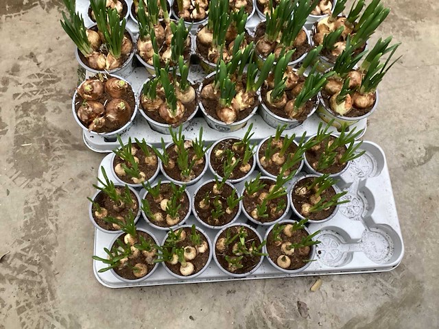 Bloembollen mix (150x) - afbeelding 3 van  3