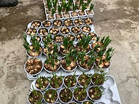 Bloembollen mix (150x) - afbeelding 2 van  3