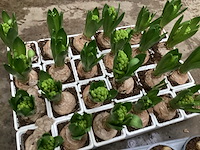 Bloembollen mix (150x) - afbeelding 1 van  2