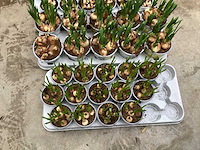 Bloembollen mix (150x) - afbeelding 2 van  2