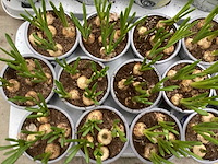 Bloembollen mix (200x) - afbeelding 1 van  3