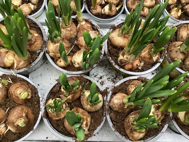 Bloembollen mix (200x) - afbeelding 2 van  3