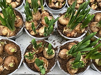 Bloembollen mix (200x) - afbeelding 2 van  3