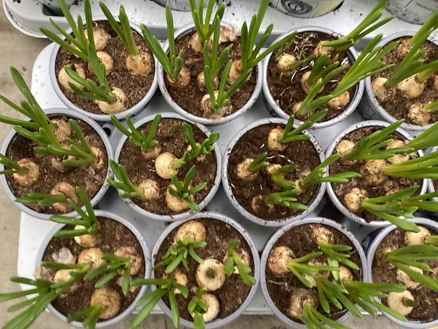 Bloembollen mix (200x) - afbeelding 1 van  3