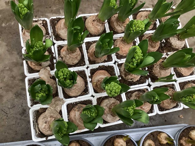 Bloembollen mix (200x) - afbeelding 3 van  3