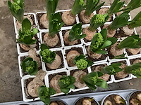 Bloembollen mix (200x) - afbeelding 3 van  3