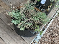 Bloempot (2x) - afbeelding 2 van  4