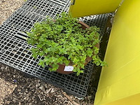 Bloempot (2x) - afbeelding 2 van  4