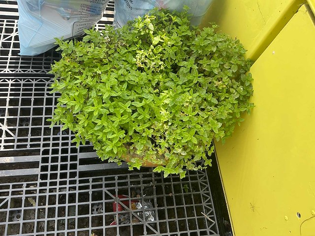 Bloempot (2x) - afbeelding 3 van  4