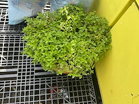 Bloempot (2x) - afbeelding 3 van  4