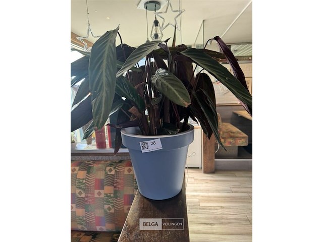 Bloempot met plant - afbeelding 1 van  4