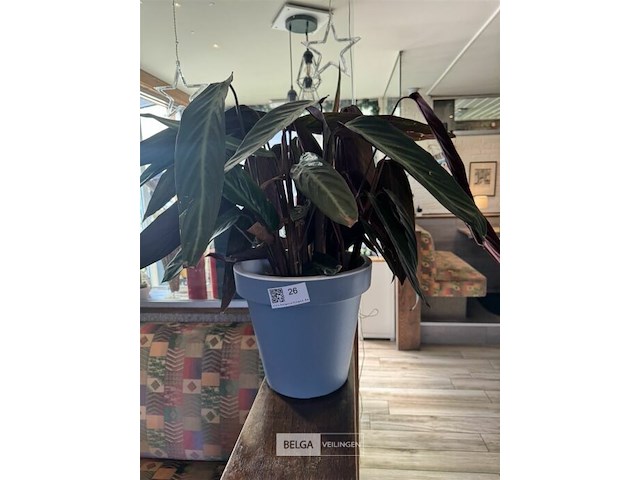 Bloempot met plant - afbeelding 2 van  4