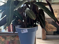 Bloempot met plant - afbeelding 2 van  4