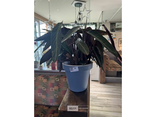 Bloempot met plant - afbeelding 3 van  4