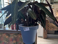 Bloempot met plant - afbeelding 3 van  4