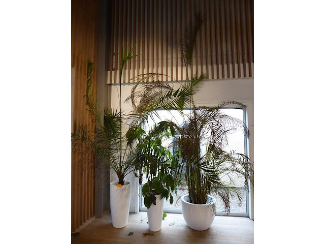 Bloempotten + planten - afbeelding 1 van  2