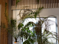 Bloempotten + planten - afbeelding 1 van  2