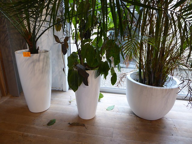 Bloempotten + planten - afbeelding 2 van  2