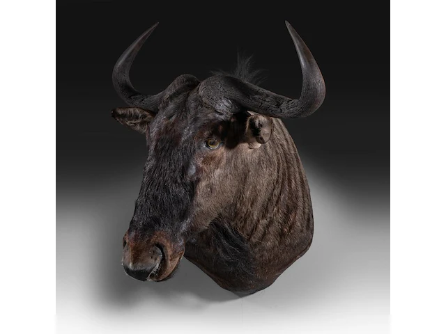 Blue wildebeest (connochaetes taurinus) shoulder mount, taxidermy trophy, h 83 cm - afbeelding 1 van  4