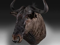 Blue wildebeest (connochaetes taurinus) shoulder mount, taxidermy trophy, h 83 cm
