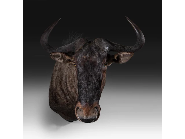 Blue wildebeest (connochaetes taurinus) shoulder mount, taxidermy trophy, h 83 cm - afbeelding 2 van  4