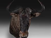 Blue wildebeest (connochaetes taurinus) shoulder mount, taxidermy trophy, h 83 cm - afbeelding 2 van  4