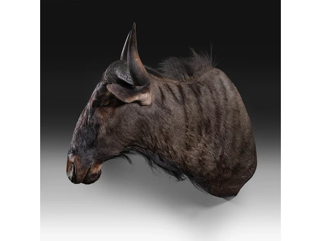 Blue wildebeest (connochaetes taurinus) shoulder mount, taxidermy trophy, h 83 cm - afbeelding 3 van  4
