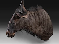 Blue wildebeest (connochaetes taurinus) shoulder mount, taxidermy trophy, h 83 cm - afbeelding 3 van  4
