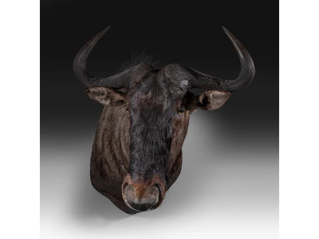 Blue wildebeest (connochaetes taurinus) shoulder mount, taxidermy trophy, h 83 cm - afbeelding 4 van  4