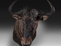 Blue wildebeest (connochaetes taurinus) shoulder mount, taxidermy trophy, h 83 cm - afbeelding 4 van  4