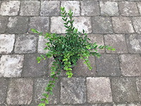 Bodembedekkers - lonicera (x100) - afbeelding 2 van  2