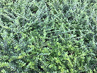 Bodembedekkers - lonicera (x100) - afbeelding 1 van  2