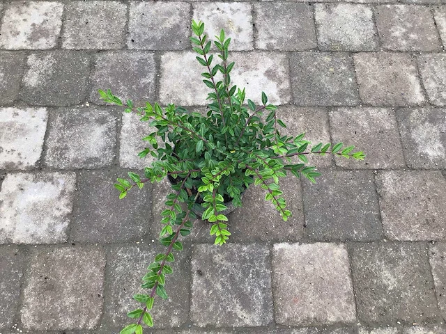 Bodembedekkers - lonicera (x50) - afbeelding 1 van  2