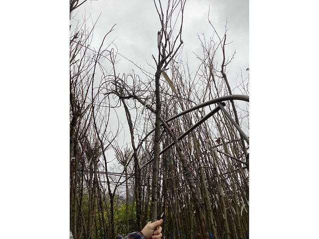 Bolacasia (10x) - afbeelding 2 van  2