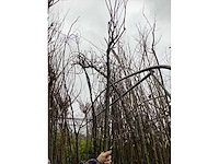 Bolacasia (10x) - afbeelding 2 van  2