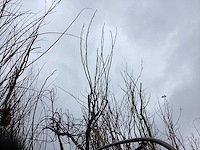 Bolacasia (10x) - afbeelding 1 van  2