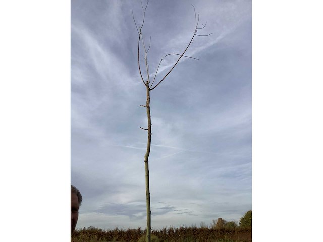 Bomen - knotwilgen (x5) - afbeelding 2 van  2