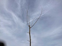 Bomen - knotwilgen (x5) - afbeelding 1 van  3