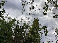 Bomen - knotwilgen (x5) - afbeelding 3 van  3
