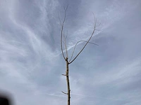 Bomen - knotwilgen (x5)
