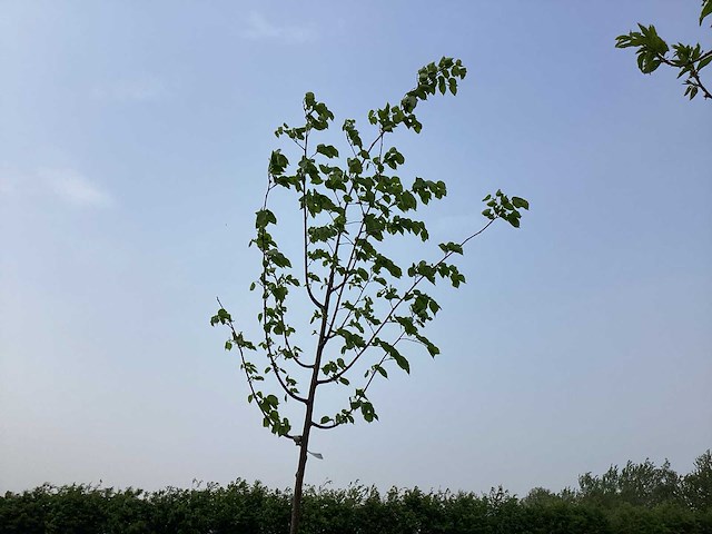 Bomen - linde (x5) - afbeelding 1 van  2