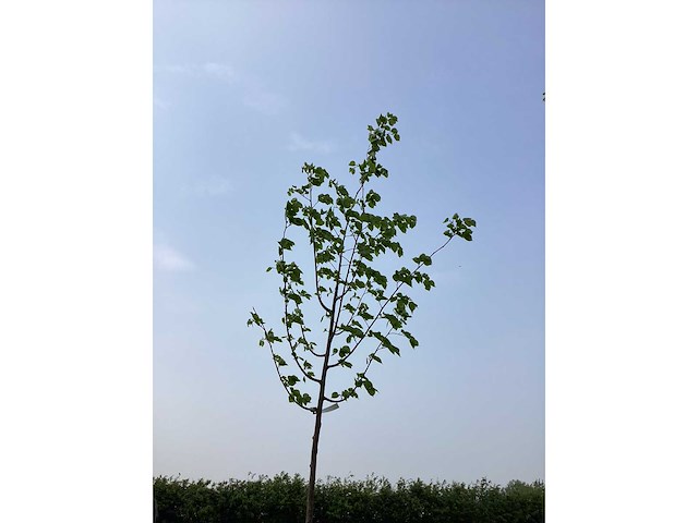 Bomen - linde (x5) - afbeelding 1 van  1