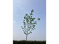 Bomen - linde (x5)
