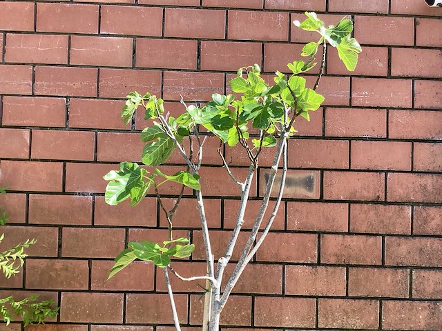 Bomen - vijgen (x2) - afbeelding 1 van  2