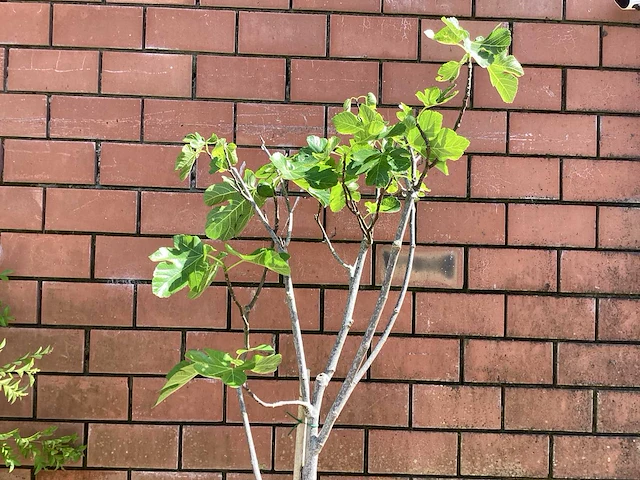 Bomen - vijgen (x2) - afbeelding 1 van  2