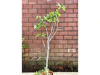 Bomen - vijgen (x2) - afbeelding 2 van  2