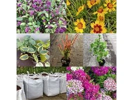 Bomen en planten: afhaling westerlo