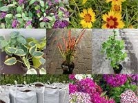Bomen en planten: afhaling westerlo